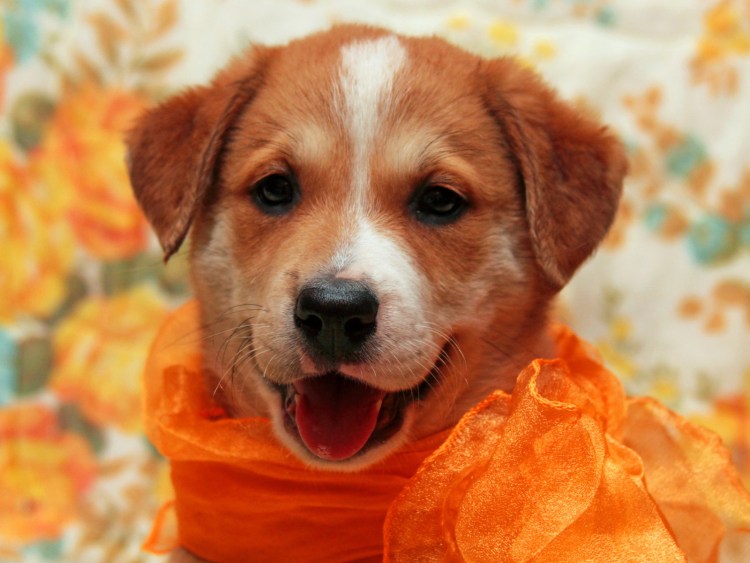 Рыжий щенок