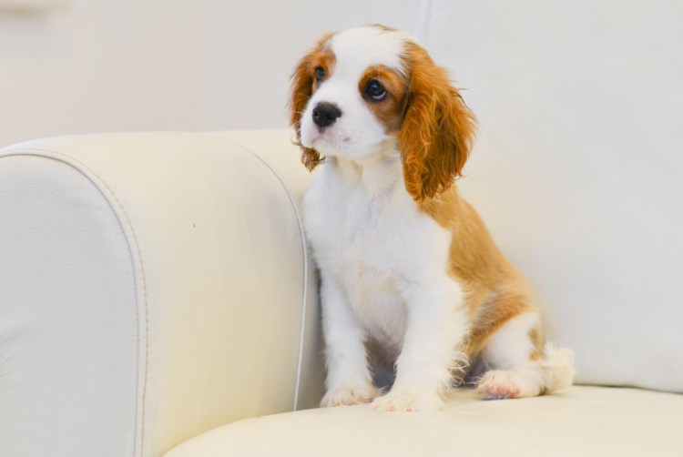 Бело рыжая собака