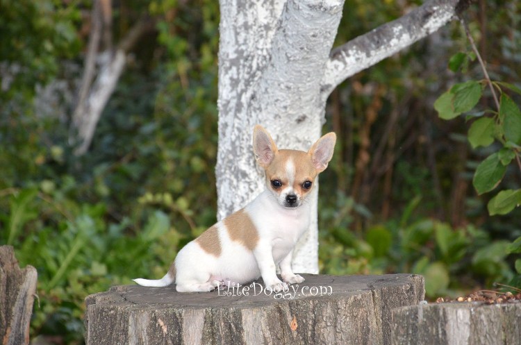Чихуахуа стандарт бело рыжий