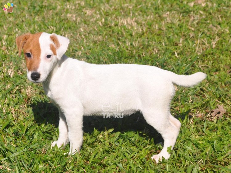 Парсон Рассел терьер черный