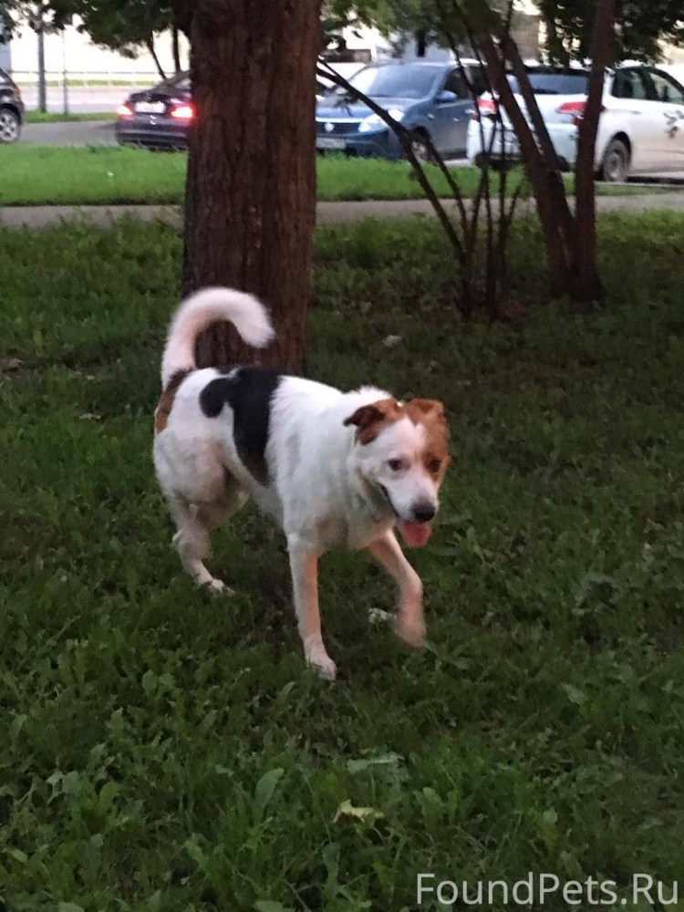 Собака с рыжими пятнами