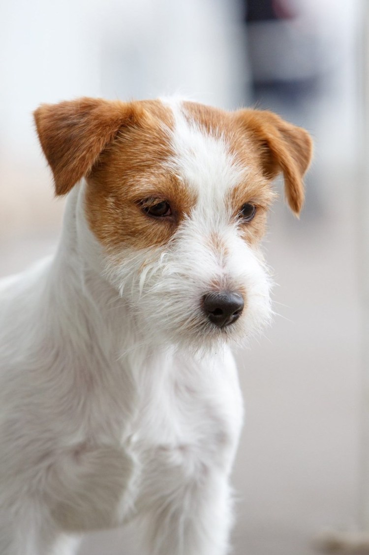 Джек-Рассел-терьер жесткошерстный