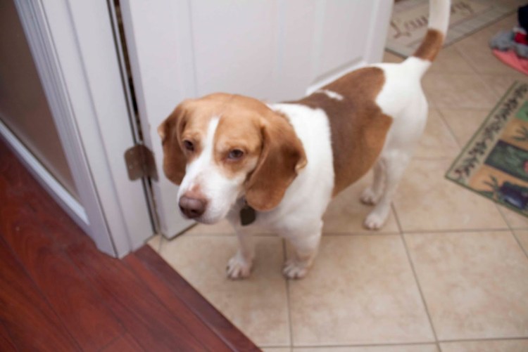 Порода собак с рыжими пятнами