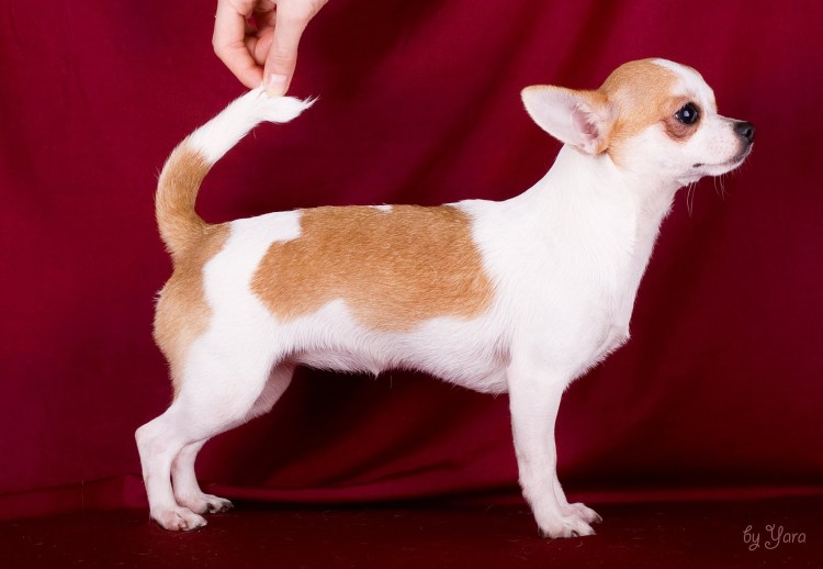 Белый чихуахуа короткошерстный