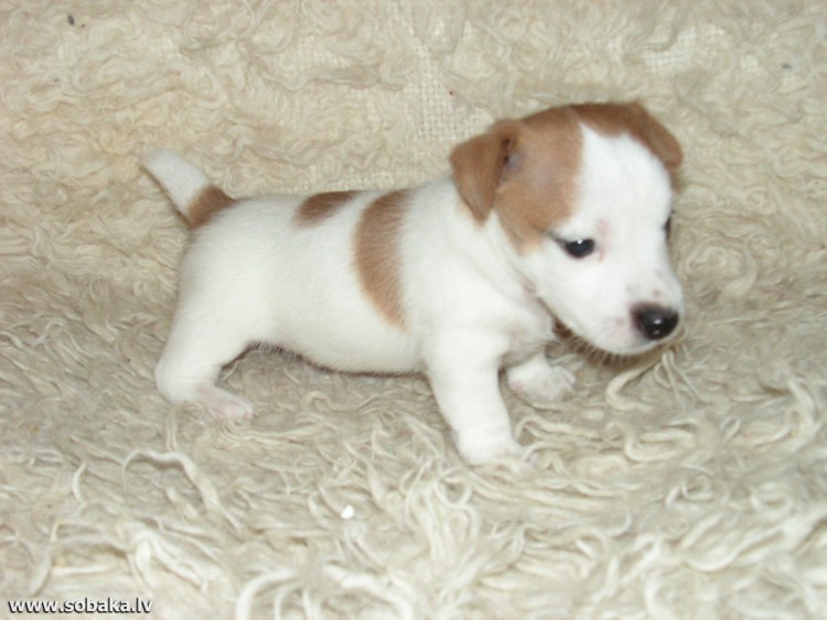 Джек-Рассел-терьер 1 месяц мальчик