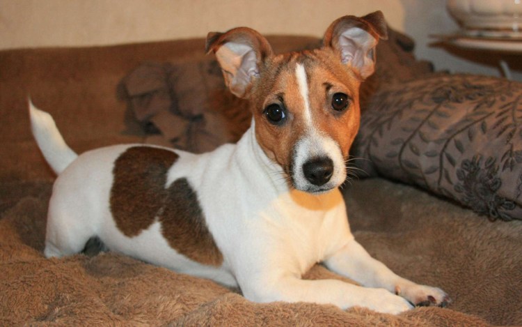 Джек Рассел