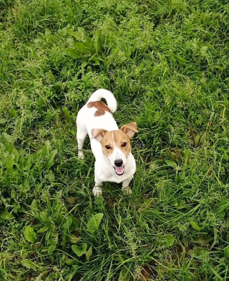 Джек Рассел терьер белый с рыжими пятнами