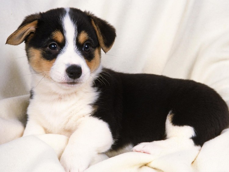 Трехцветные щенки