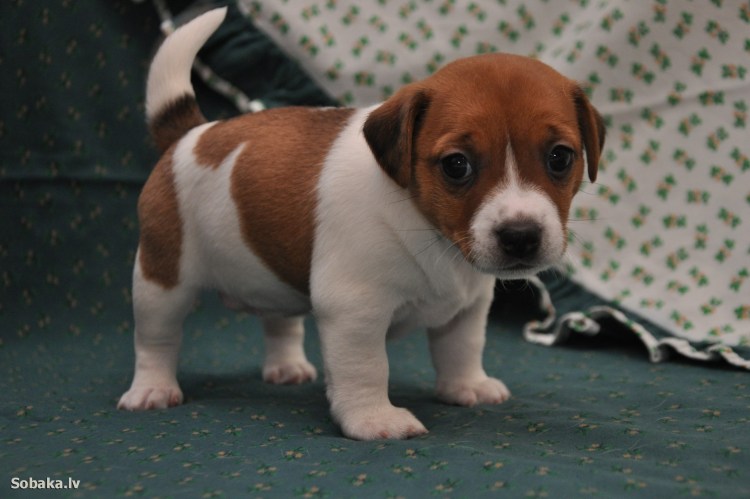 Джек-Рассел-терьер с пятнами