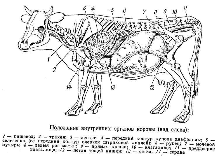 Строение желудка КРС