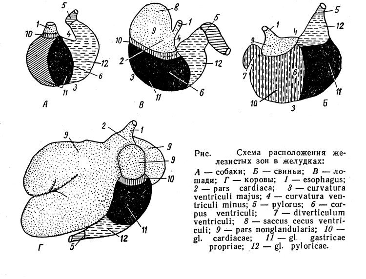 Стерилизация кобелей схема