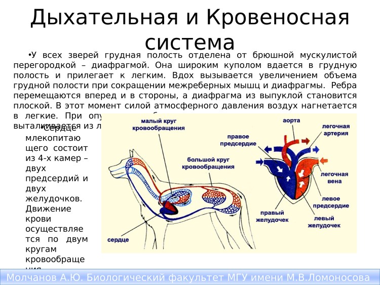 Скелет козы строение