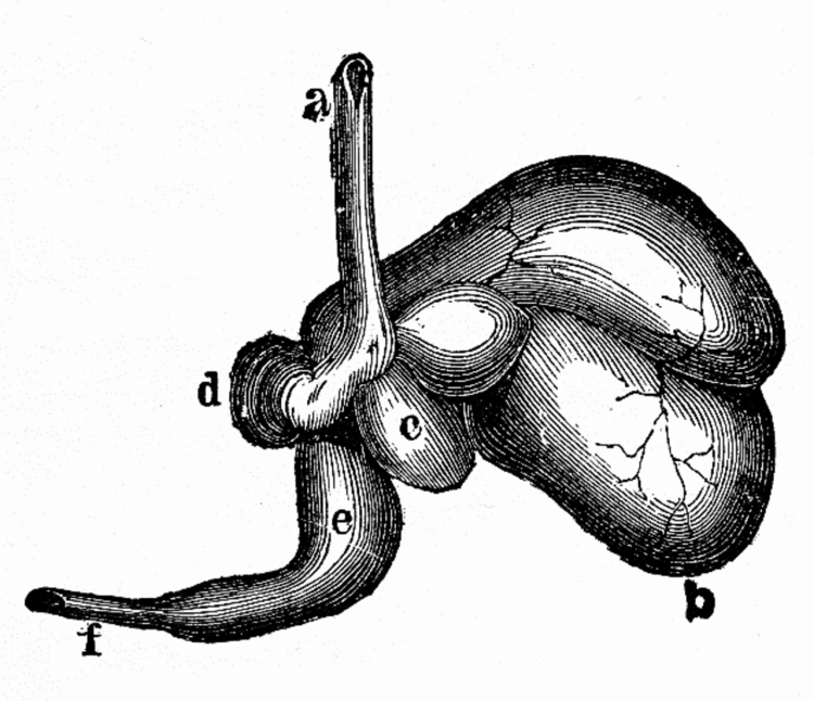 Подготовка Лосиного рубца
