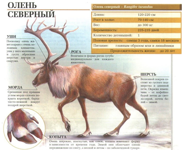 Анатомия оленя внутренние органы
