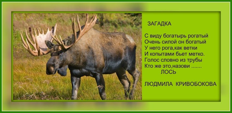 Просто Лось