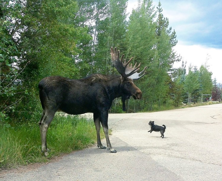 Топография внутренних органов коровы