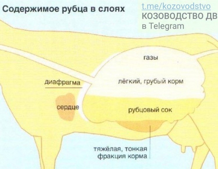 Строение многокамерного желудка КРС