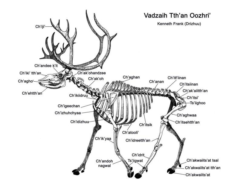 Подобрала волка на дороге