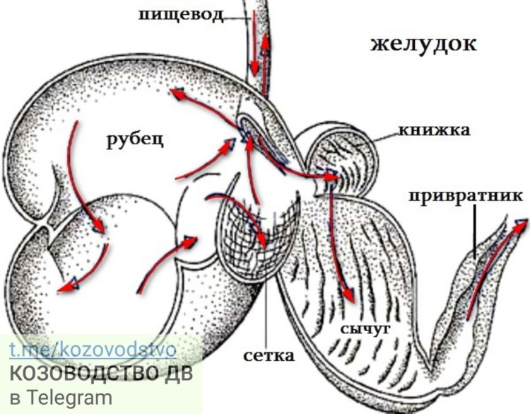 Подготовка Лосиного рубца