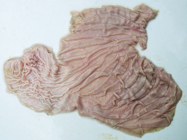 Строение желудка крупного рогатого скота