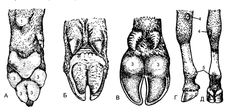 Саркоцистоз ветсанэкспертиза