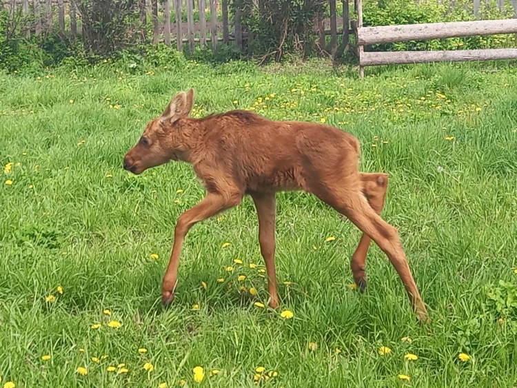 Строение рубца КРС
