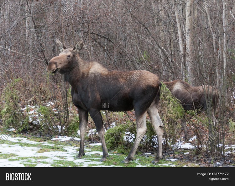 Расположение внутренних органов у собаки анатомия