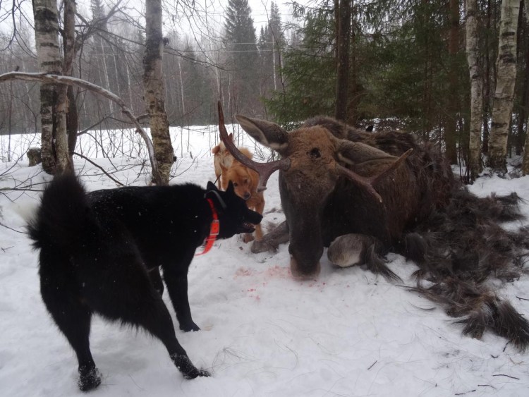 Строение однокамерного и многокамерного желудка у животных