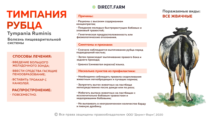 Строение копыта парнокопытных