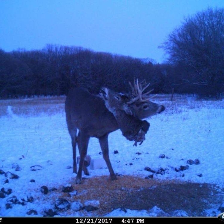 Хорошей охоты