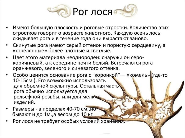 Лось по снегу