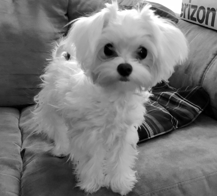 Собака померанский шпиц