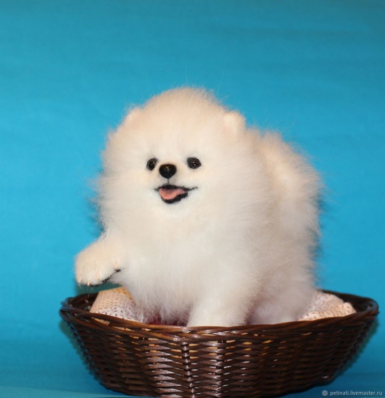 Малибу порода собак