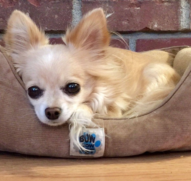 Мальтийская болонка