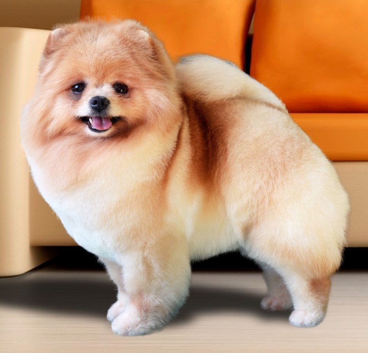 Собачка Бишон фризе