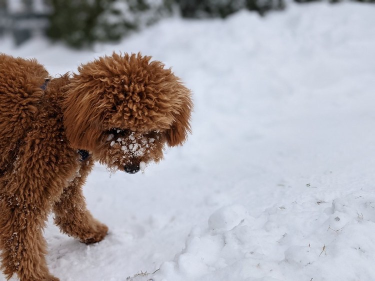 Малибу собака
