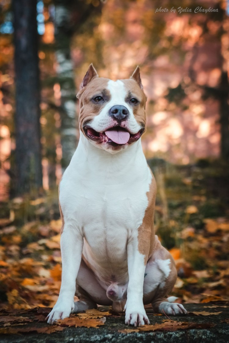 Мальтийская болонка мальтезе