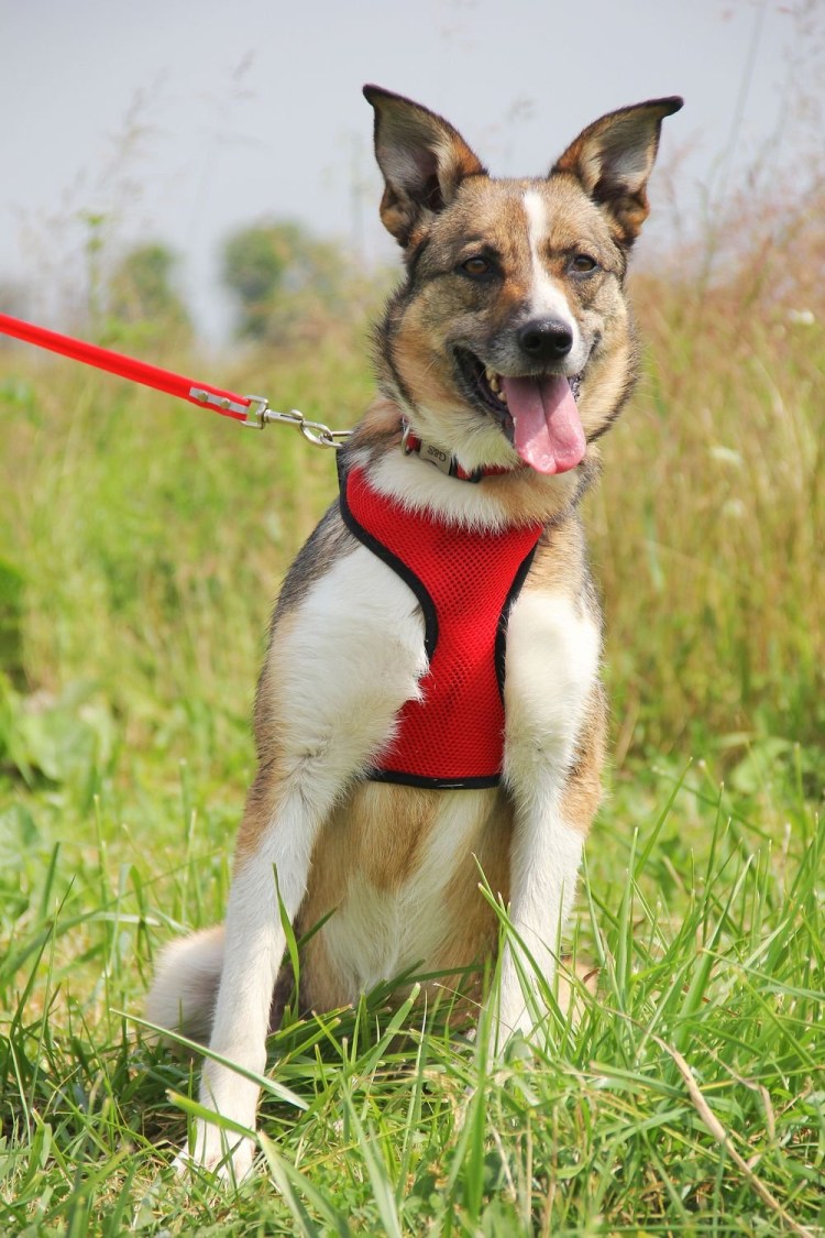 Салюки фавн