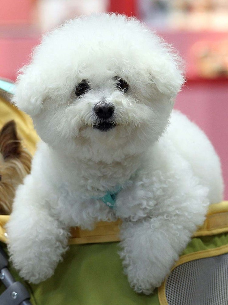 Кавапу и мальтипу