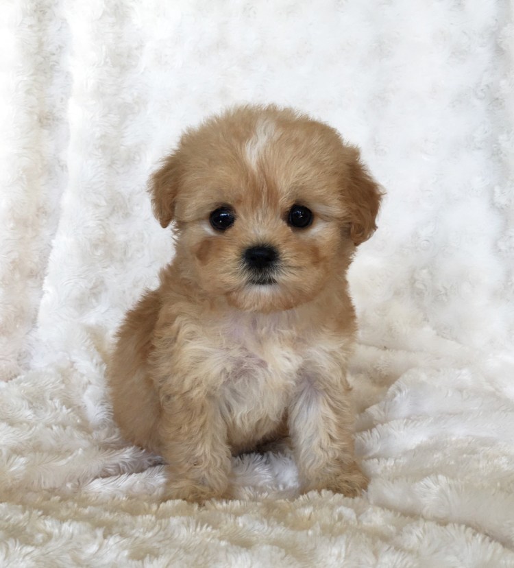 Мантибу порода собак