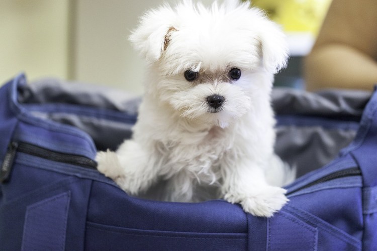 Милые собаки больших пород