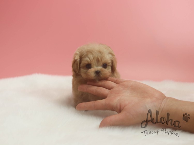 Вельш корги пемброк обои