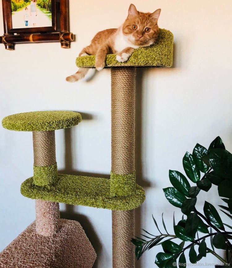 Комплекс для Мейн кунов