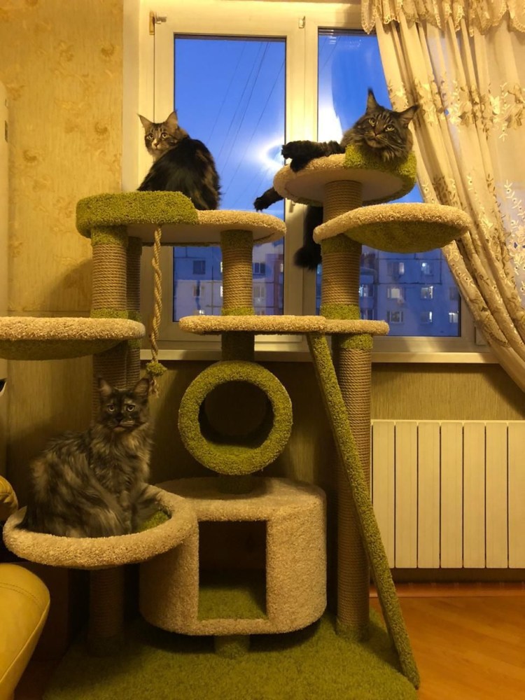 Кошачий комплекс для Мейн куна