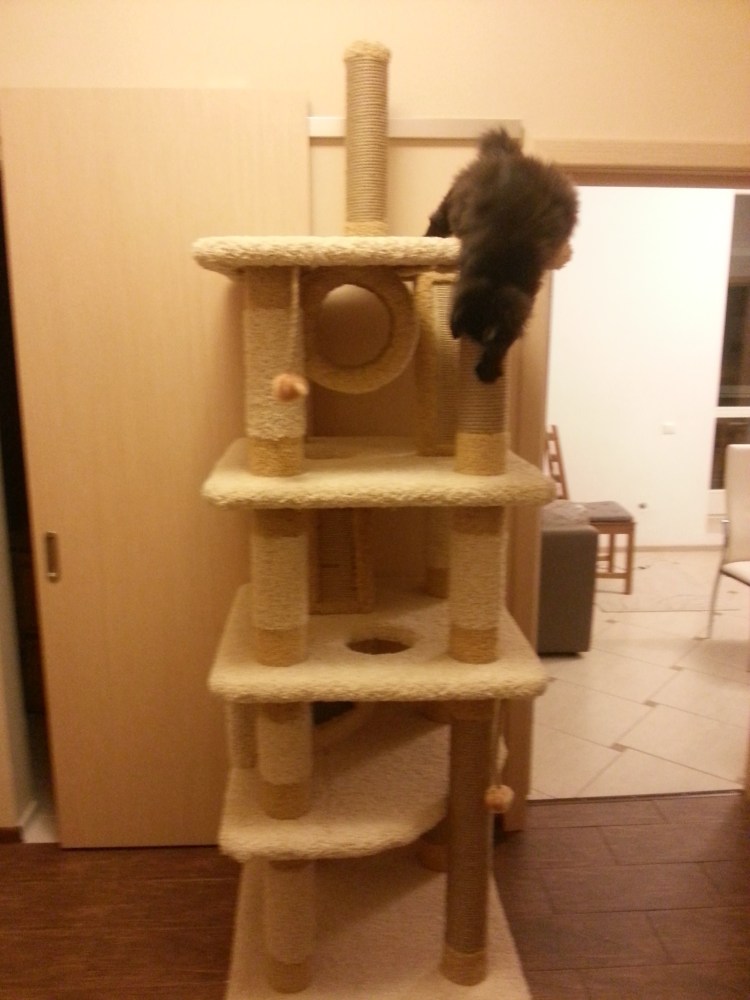 Настенный комплекс для Мейн куна