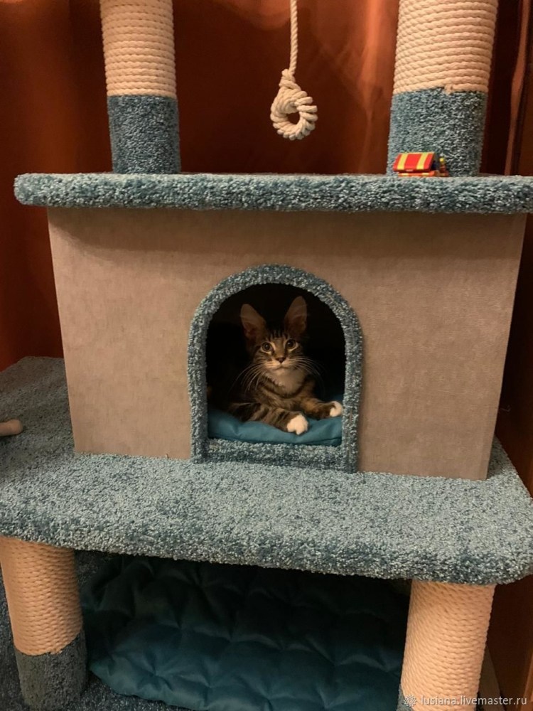 Комплекс для Мейн куна