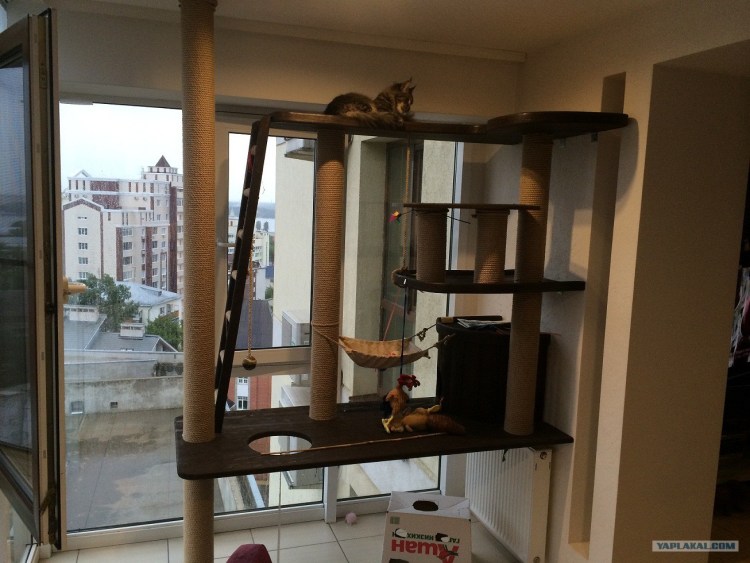 Дерево для Мейн куна