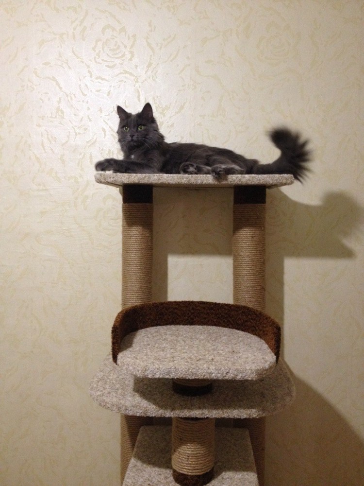 Домик когтеточка h100*70*45см, домик d46см для Мейн кунов кун-31-д кисмит