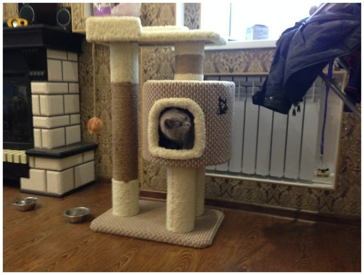 Котомастер комплекс для Мейн куна