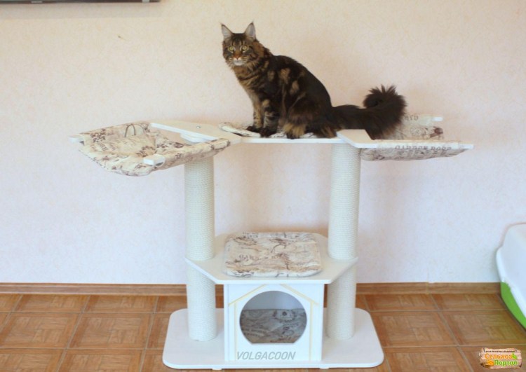 Когтеточка для Мейн куна своими руками